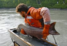 Research fish wheels used for salmon mark and capture study