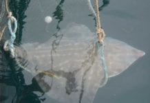 Fish Factor: Can Cordova revive Tanner crab fishery?