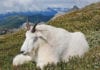 Mountain goat hunt ends in RG231