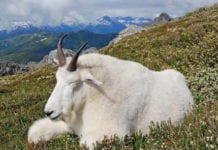 Mountain goat hunt ends in RG231