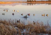 Cordova Chronicles: A toast to duck hunters’ wives