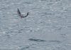 Prince William Sound pink harvest down 93%, other species yield low returns
