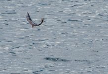 Prince William Sound pink harvest down 93%, other species yield low returns