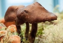 Festival celebrates connection between fish, forest, fungus