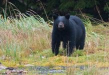 Bear poachers face jail, fines for killing PWS bears