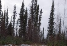 Wolves a defining part of Alaska landscape