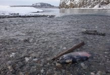 Salmon complete 1,000-mile journey, and life Chum salmon returning in November to spawn in the Delta River where it meets the Tanana River, about 10 miles north of the town of Delta Junction. Ned Rozell photos.