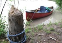 Beavers slapping tails on far-north waters Signs of the American beaver in Alaska: A cut poplar tree on the upper Tanana River and a dam on Phelan Creek near Isabel Pass in the Alaska Range. Ned Rozell photos.