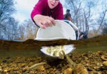 International Year of the Salmon is underway