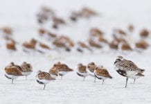 Science and art converge at 29th Shorebird Festival