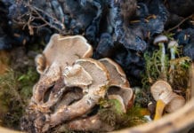 Scientists seek to identify Alaska’s mystery mushrooms