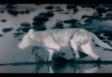 Wolves emerge in darkness to harvest Tongass salmon