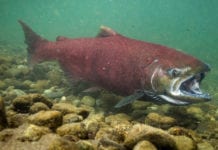 What climate change means for Alaska’s rivers — and king salmon