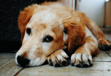 Letter to the editor: Don’t run your dog alongside your car
