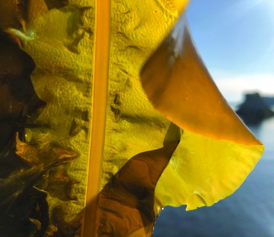 Alaska Fish News: State attracts 20 Alaska aqua-farm applications