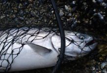 Melting glaciers will bring many miles of new Pacific salmon habitat