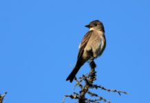 Alaska Science Forum: Bird havens on a trans-continental journey