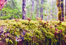 Be a fun-guy (or girl) and celebrate the Cordova Fungus Festival