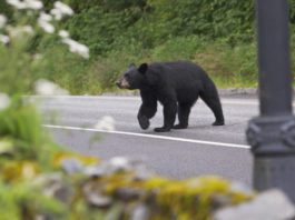 Bears and landfills: We have a decision to make this election