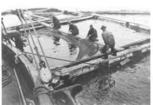 Fish trapping