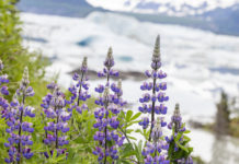 Celebrating wildflowers