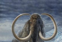 Adopted mammoth fell 15,000 years ago