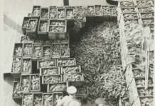 Cordova Clamming History