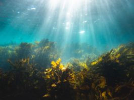 Native Voices | Traditional uses for seaweed