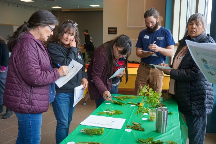 CT 06-21 Plant Symposium Photo 1 Participants learn about wild plant identification at NVE’s inaugural Plant Symposium on Saturday, June 15, 2024. Photo by Kinsey Brown for The Cordova Times