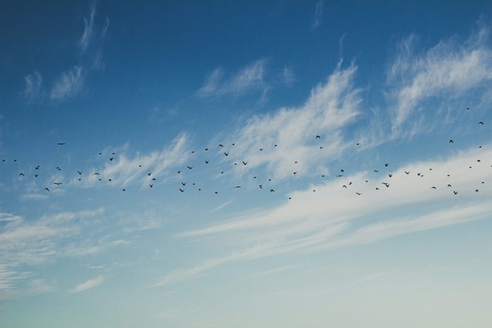 flock of birds