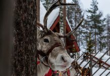 ADF&G: Flying reindeer hunt closed Dec. 24-25