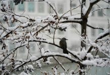 Ask a scientist: What’s the Christmas Bird Count?