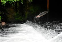 Overall Prince William Sound harvest rises to 1.9M fish