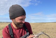 Alaska lovebirds go their own way