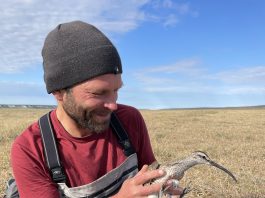 Alaska lovebirds go their own way