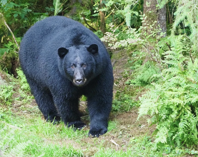 Bear canva