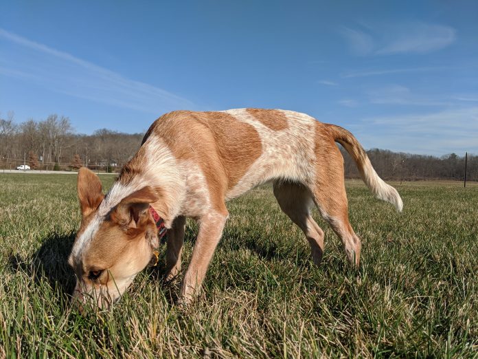 3. Grass sniff
