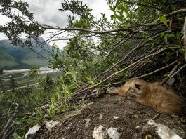 Lynx life near the Haul Road