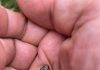 Time capsule: Looking for a few good wood frogs