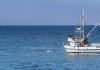 Industrial scale illegal commercial fishing continues to undermine seafood economy