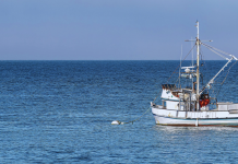 Industrial scale illegal commercial fishing continues to undermine seafood economy