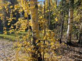 Time capsule: Hardwood, softwood, fuelwood