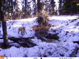 Time capsule: The secret life of a red fox family