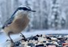 Ornithological observations from a recliner