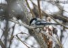 An update on fishhook chickadee beaks