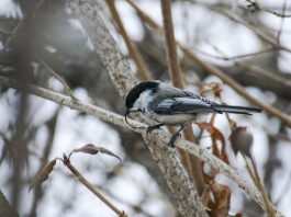 An update on fishhook chickadee beaks