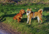 Following uptick in incidents, city increases fines for dog attacks